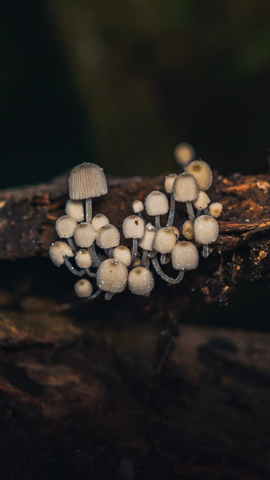 Ink Cap Mushroom