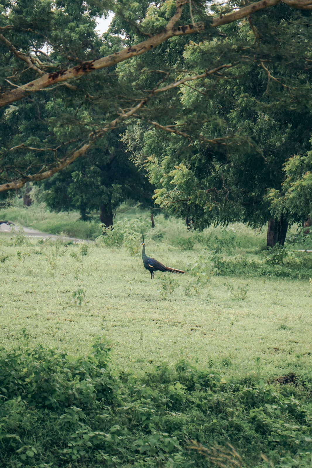  Green Peafowl