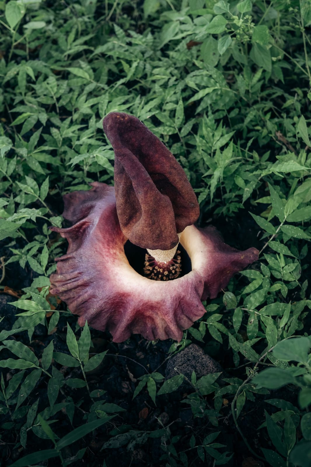  Corpse Flower