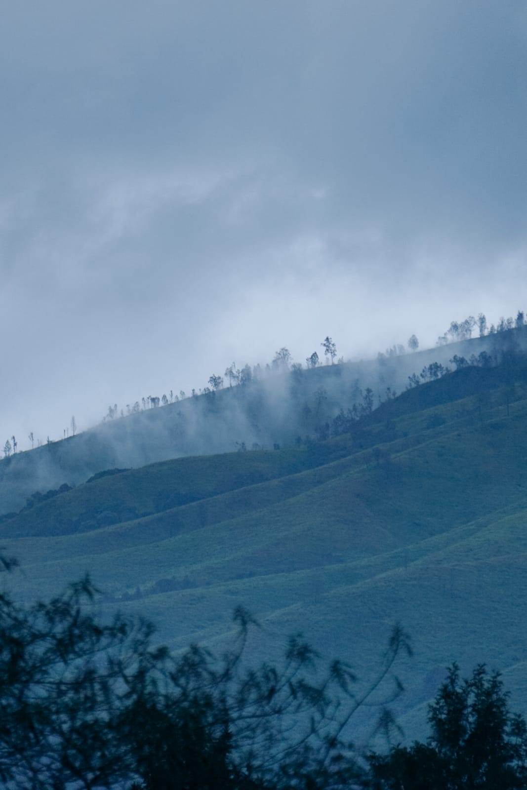 Kebun Teh