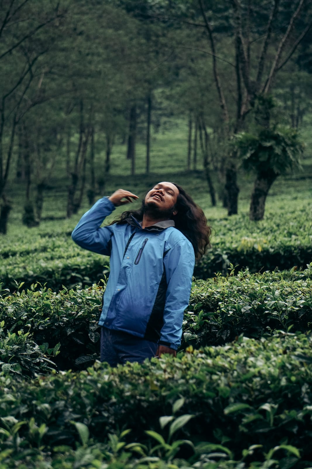 Kebun Teh