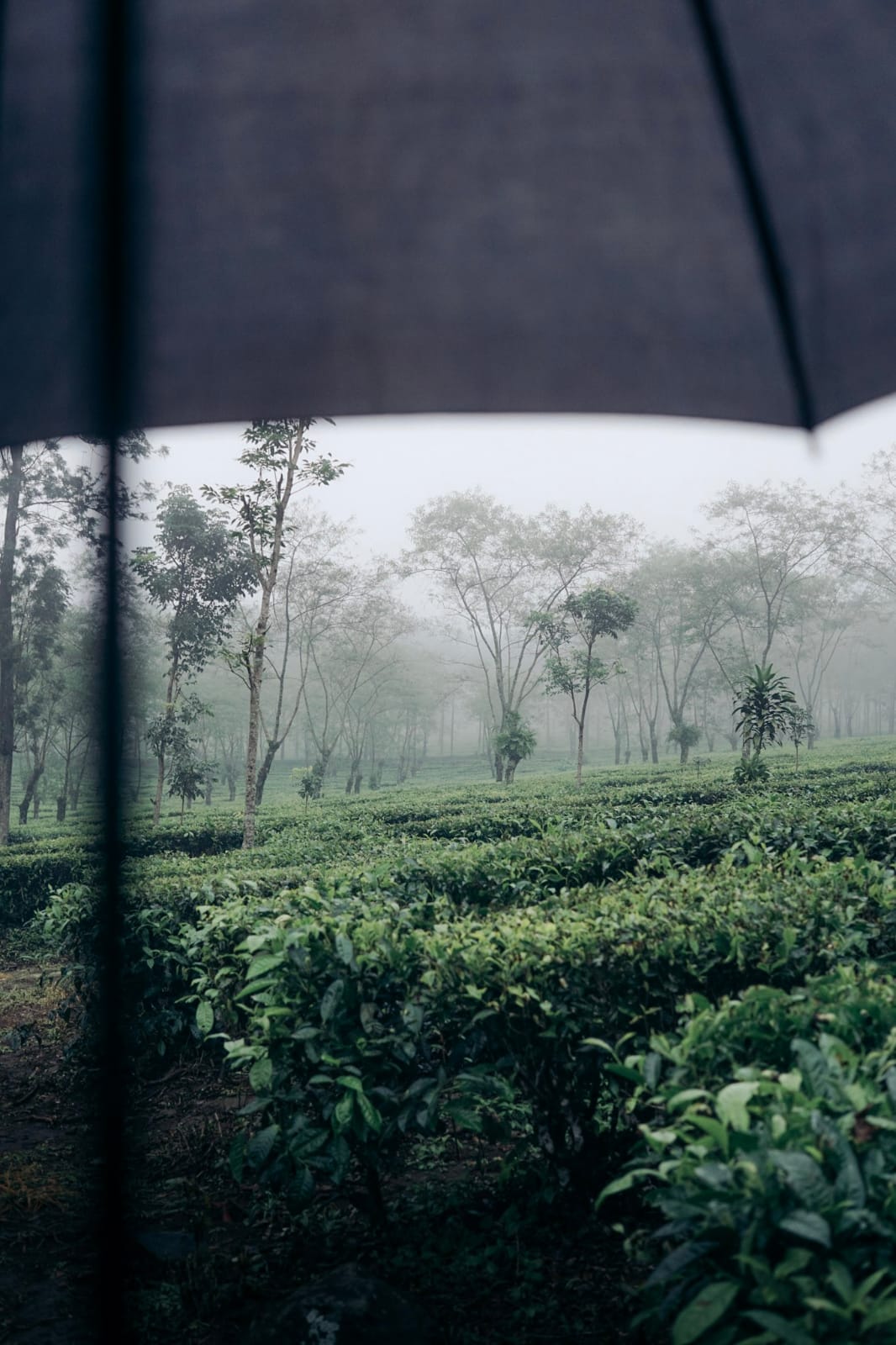 Kebun Teh