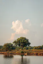 Where should we plant mangroves? 